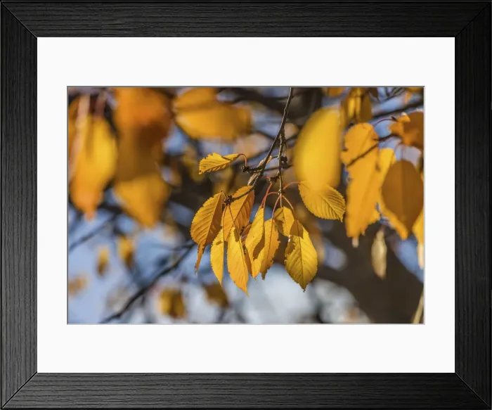 Framed Print : Autumn cherry tree in the orchard meadows near Engenhahn, Niedernhausen, Hesse, Germany Framed Print : Autumn cherry tree in the orchard meadows near Engenhahn, Niedernhausen, Hesse, Germany