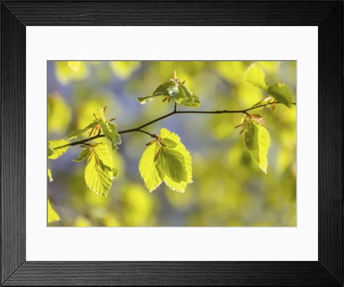 Framed Print : Fresh beech leaves in spring at Engenhahn im Taunus, Niedernhausen, Hesse, Germany Framed Print : Fresh beech leaves in spring at Engenhahn im Taunus, Niedernhausen, Hesse, Germany