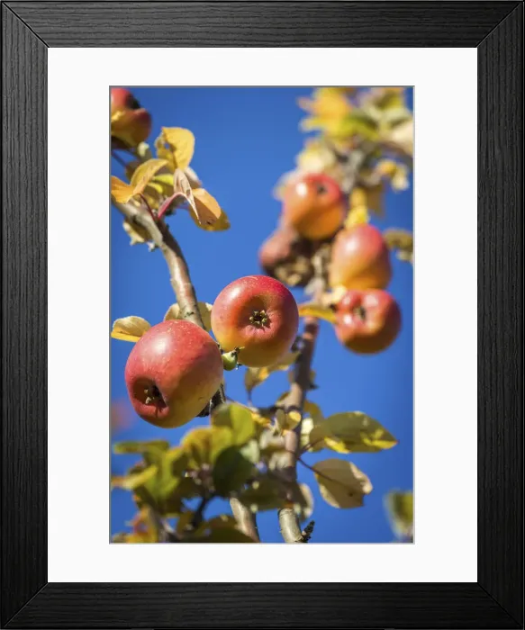 Framed Print : Ripe apples in the orchard meadows near Engenhahn, Niedernhausen, Hesse, Germany Framed Print : Ripe apples in the orchard meadows near Engenhahn, Niedernhausen, Hesse, Germany