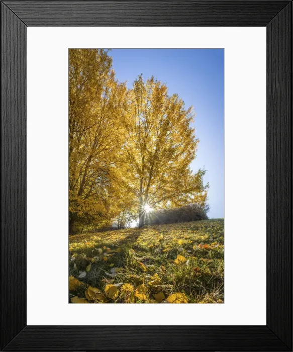 Framed Print : Golden morning in Engenhahn im Taunus, Engenhahn, Niedernhausen, Hesse, Germany