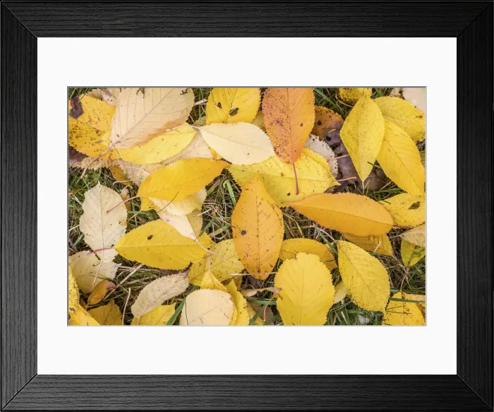 Framed Print : Yellow autumn greeting of the cherry tree, Niedernhausen, Hesse, Germany Framed Print : Yellow autumn greeting of the cherry tree, Niedernhausen, Hesse, Germany