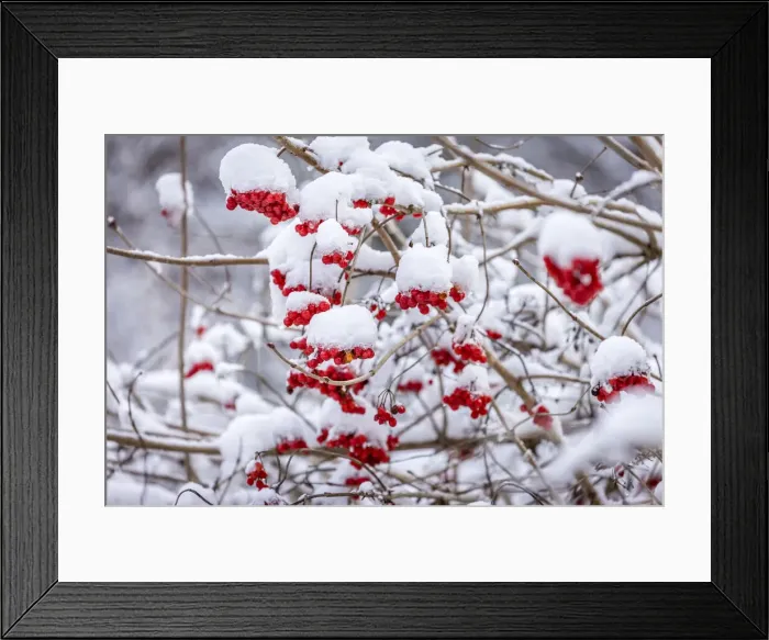 Framed Print : Rowan berries in the snow at Engenhahn im Taunus, Niedernhausen, Hesse, Germany Framed Print : Rowan berries in the snow at Engenhahn im Taunus, Niedernhausen, Hesse, Germany