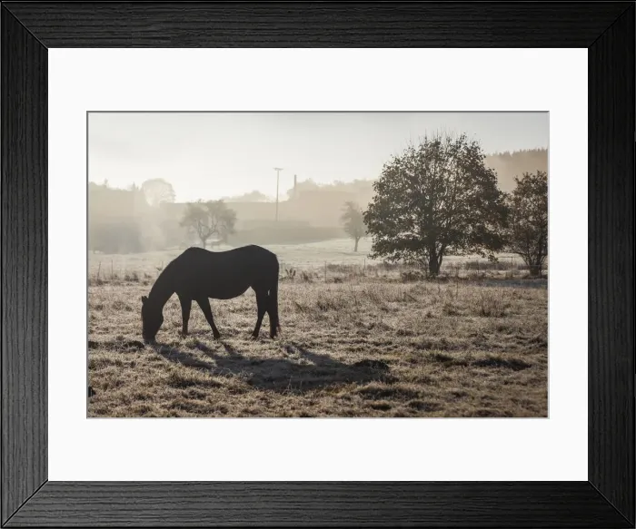 Framed Print : Morning mood on a horse pasture in late autumn in the valley near Niederseelbach Framed Print : Morning mood on a horse pasture in late autumn in the valley near Niederseelbach