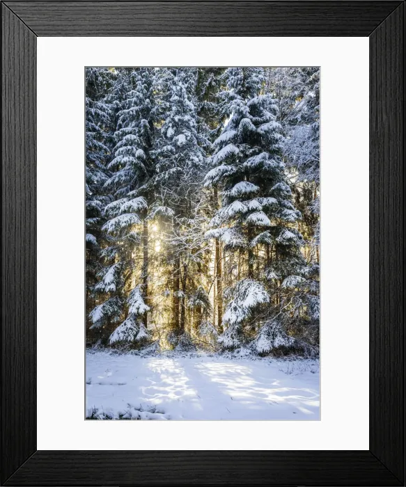 Framed Print : Sun in the winter forest near Engenhahn in Taunus, Niedernhausen, Hesse, Germany Framed Print : Sun in the winter forest near Engenhahn in Taunus, Niedernhausen, Hesse, Germany