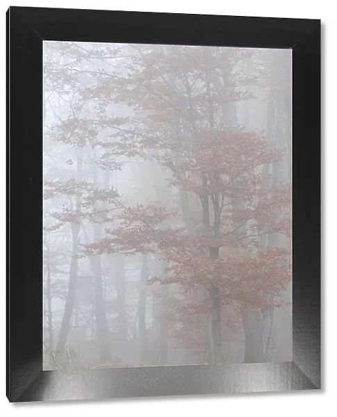 Beech forest with autumn fog in the Rheinhau-Taunus Nature Park, Niedernhausen, Hesse