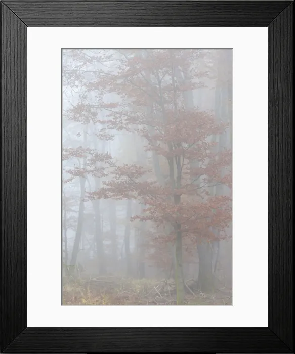 Framed Print : Beech forest with autumn fog in the Rheinhau-Taunus Nature Park, Niedernhausen, Hesse Framed Print : Beech forest with autumn fog in the Rheinhau-Taunus Nature Park, Niedernhausen, Hesse