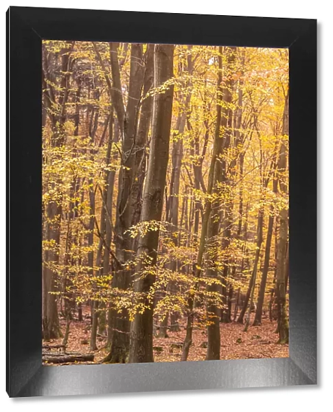 Autumn beech forests in the Rheingau-Taunus Nature Park near Engenhahn, Niedernhausen