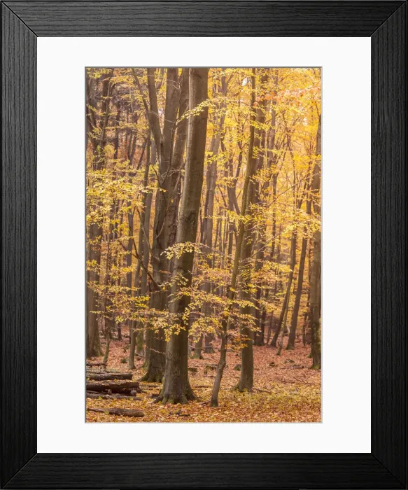 Framed Print : Autumn beech forests in the Rheingau-Taunus Nature Park near Engenhahn, Niedernhausen Framed Print : Autumn beech forests in the Rheingau-Taunus Nature Park near Engenhahn, Niedernhausen