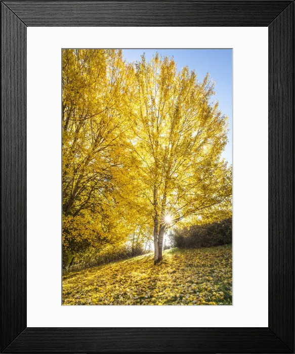 Framed Print : Poplar grove in autumn on the slope near Engenhahn in the Taunus, Niedernhausen, Hesse Framed Print : Poplar grove in autumn on the slope near Engenhahn in the Taunus, Niedernhausen, Hesse
