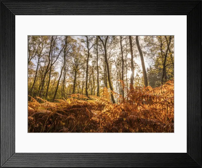 Framed Print : Autumn birch forest with ferns in the Rheingau-Taunus Nature Park, Niedernhausen, Hesse Framed Print : Autumn birch forest with ferns in the Rheingau-Taunus Nature Park, Niedernhausen, Hesse