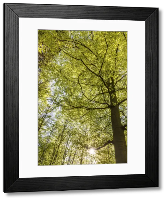 Framed Print : Beech forest in spring near Engenhahn im Taunus, Niedernhausen, Hesse, Germany Framed Print : Beech forest in spring near Engenhahn im Taunus, Niedernhausen, Hesse, Germany