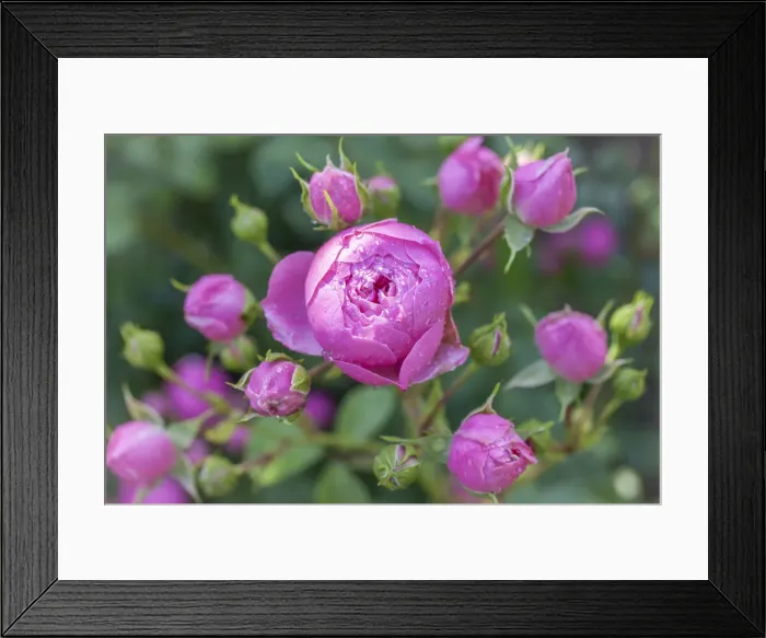 Framed Print : Pink roses with raindrops, Niedernhausen, Hesse, Germany Framed Print : Pink roses with raindrops, Niedernhausen, Hesse, Germany