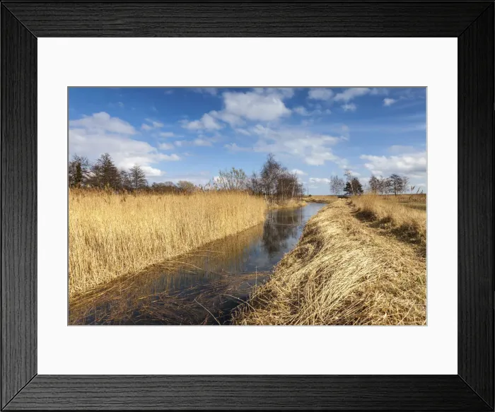 Framed Print : Bodden landscape near Wieck am Darss, Mecklenburg-Western Pomerania, Northern Germany