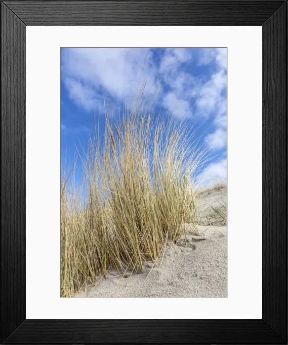 Framed Print : Dunes and beach grass on the beach of Dierhagen, Mecklenburg-Western Pomerania Framed Print : Dunes and beach grass on the beach of Dierhagen, Mecklenburg-Western Pomerania