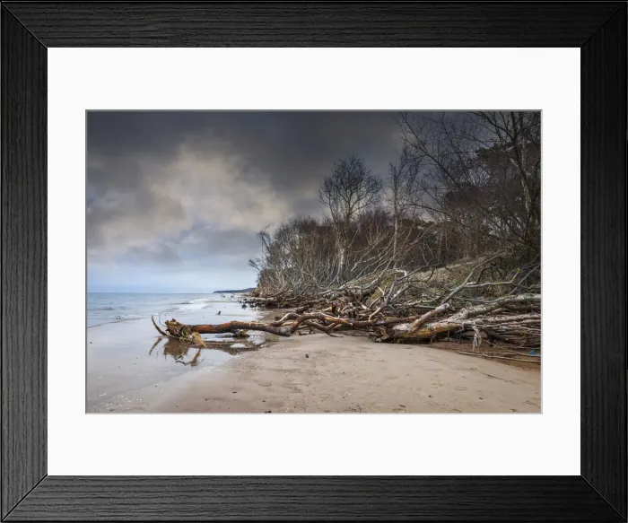 Framed Print : Coast with driftwood at Darsser Weststrand, Mecklenburg-Western Pomerania Framed Print : Coast with driftwood at Darsser Weststrand, Mecklenburg-Western Pomerania