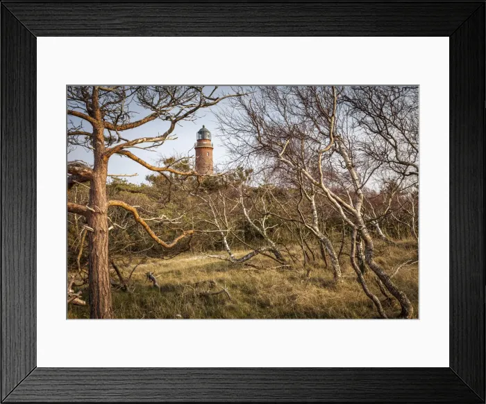 Framed Print : Wind-bent trees at the Darsser Ort lighthouse, Mecklenburg-Western Pomerania