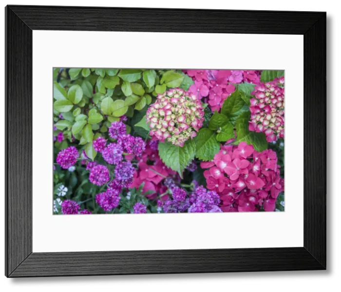Framed Print : Purple hydrangea flowers, Mecklenburg-Western Pomerania, Northern Germany, Germany Framed Print : Purple hydrangea flowers, Mecklenburg-Western Pomerania, Northern Germany, Germany