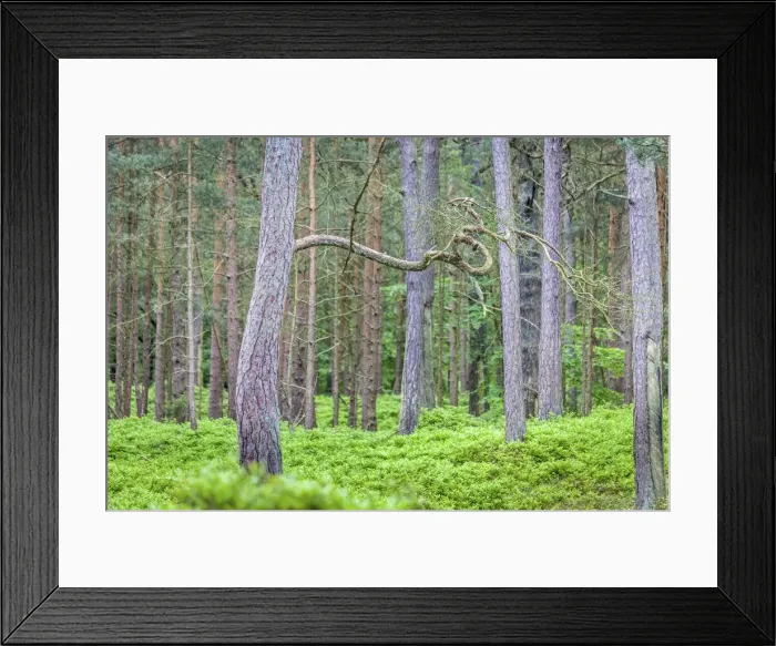 Framed Print : Forest in the National Park Vorpommersche Boddenlandschaft, Mecklenburg-Western Pomerania Framed Print : Forest in the National Park Vorpommersche Boddenlandschaft, Mecklenburg-Western Pomerania