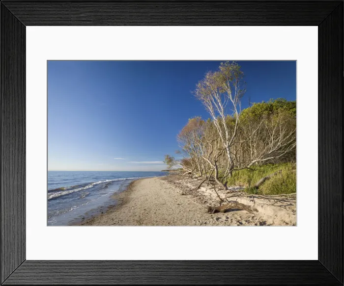 Framed Print : Trees on Darss West Beach Mecklenburg-Western Pomerania, Northern Germany, Germany Framed Print : Trees on Darss West Beach Mecklenburg-Western Pomerania, Northern Germany, Germany