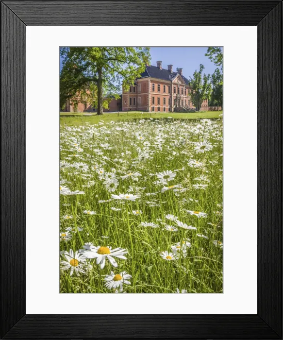 Framed Print : Flower meadow in the park of Bothmer Castle in Klutz, Mecklenburg-Western Pomerania, Northern Germany, Germany Framed Print : Flower meadow in the park of Bothmer Castle in Klutz, Mecklenburg-Western Pomerania, Northern Germany, Germany