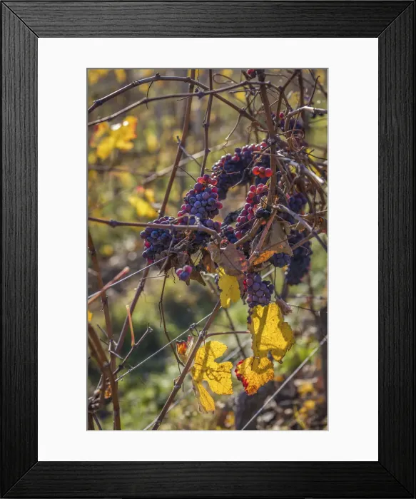 Framed Print : Blue grapes in the vineyards above Oestrich-Winkel, Rheingau, Hesse, Germany Framed Print : Blue grapes in the vineyards above Oestrich-Winkel, Rheingau, Hesse, Germany