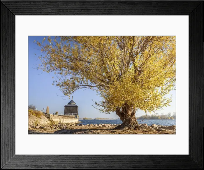 Framed Print : Autumn pasture at the Oestricher Kran, Rheingau, Hesse, Germany Framed Print : Autumn pasture at the Oestricher Kran, Rheingau, Hesse, Germany