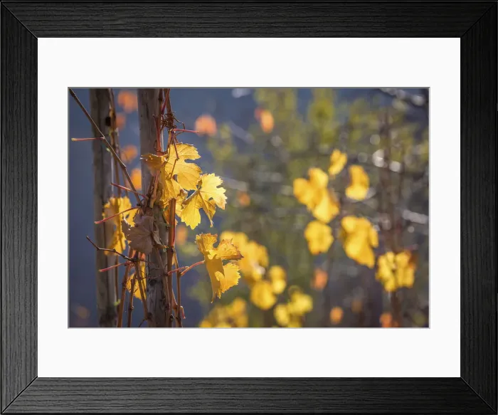 Framed Print : Autumn vineyard above Oberwesel, Middle Rhine Valley, Rhineland-Palatinate, Germany Framed Print : Autumn vineyard above Oberwesel, Middle Rhine Valley, Rhineland-Palatinate, Germany
