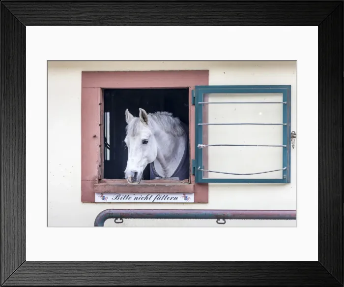 Framed Print : Horse in the stables of the Linslerhof, Aoberherrn, Saarland, Germany Framed Print : Horse in the stables of the Linslerhof, Aoberherrn, Saarland, Germany