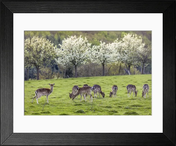 Framed Print : Deer in a clearing near Saarburg, Saarland, Germany Framed Print : Deer in a clearing near Saarburg, Saarland, Germany