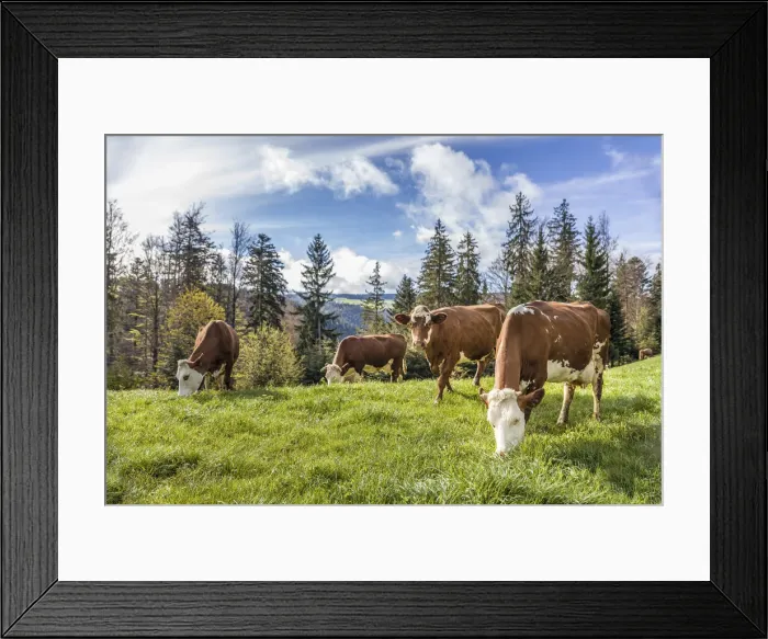 Framed Print : Cows near St. Peter, Black Forest, Baden-Württemberg, Germany Framed Print : Cows near St. Peter, Black Forest, Baden-Württemberg, Germany