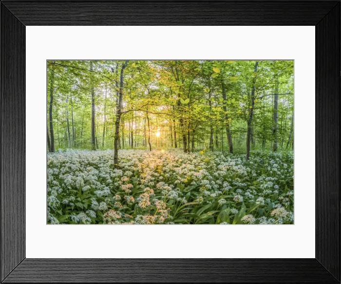 Framed Print : Wild garlic in the forest of the Kuhkopf Knoblochsau nature reserve near Stockstadt, Hesse, Germany Framed Print : Wild garlic in the forest of the Kuhkopf Knoblochsau nature reserve near Stockstadt, Hesse, Germany