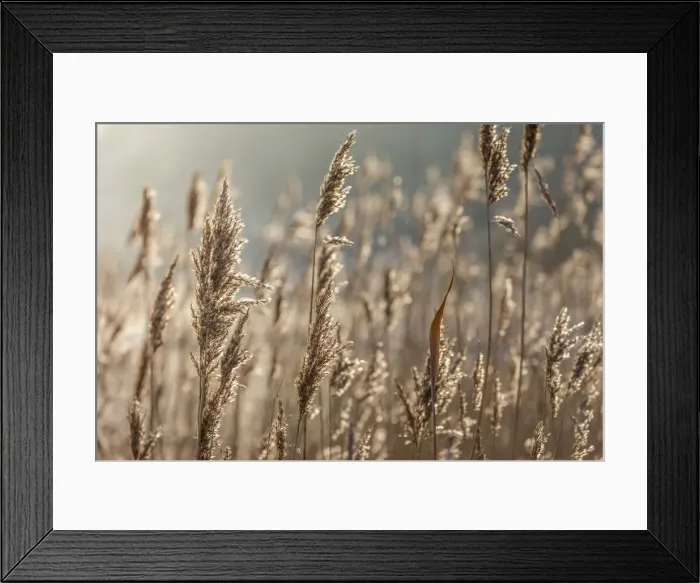 Framed Print : Reet grass on the Wadden Coast near Keitum, Sylt, Schleswig-Holstein, Germany Framed Print : Reet grass on the Wadden Coast near Keitum, Sylt, Schleswig-Holstein, Germany