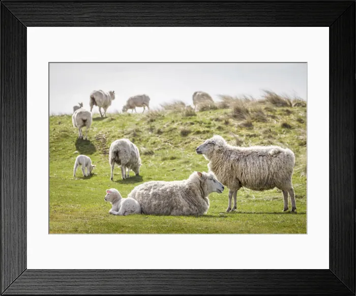 Framed Print : Sheep in the Ellenbogen nature reserve, Sylt, Schleswig-Holstein, Germany