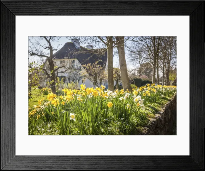Framed Print : Daffodils on the frisian wall of a thatched-roof house in Keitum, Sylt, Schleswig-Holstein, Germany Framed Print : Daffodils on the frisian wall of a thatched-roof house in Keitum, Sylt, Schleswig-Holstein, Germany