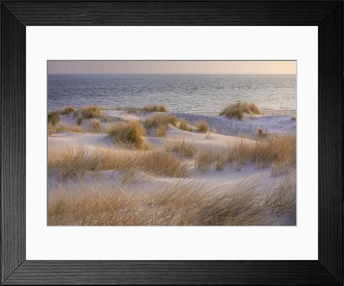 Framed Print : Morning mood in the dunes of the Ellenbogen nature reserve, Sylt, Schleswig-Holstein Framed Print : Morning mood in the dunes of the Ellenbogen nature reserve, Sylt, Schleswig-Holstein