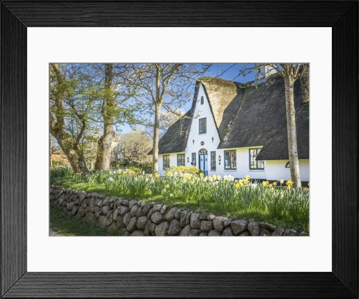 Framed Print : Frisia wall with daffodils at the captain`s house in Keitum, Sylt, Schleswig-Holstein Framed Print : Frisia wall with daffodils at the captain`s house in Keitum, Sylt, Schleswig-Holstein