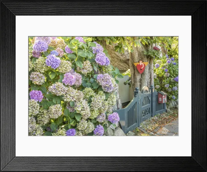 Framed Print : Hydrangea bush in front of the old captain`s house in Keitum, Sylt, Schleswig-Holstein Framed Print : Hydrangea bush in front of the old captain`s house in Keitum, Sylt, Schleswig-Holstein
