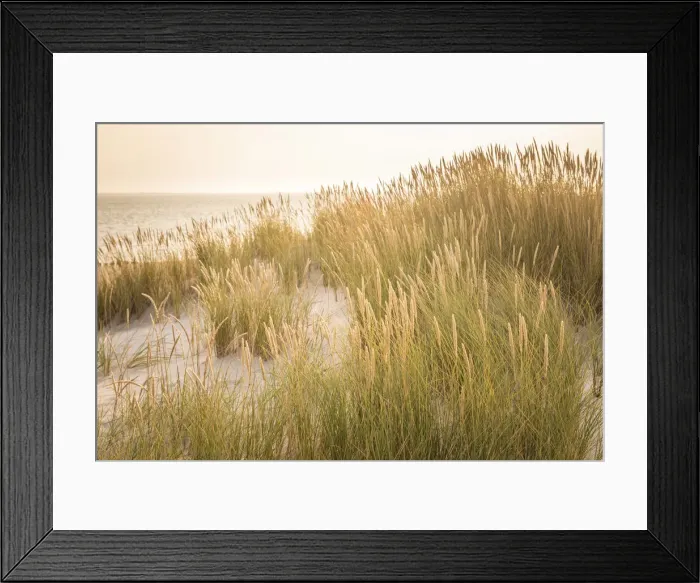 Framed Print : Sunrise in the dunes in the Ellenbogen nature reserve, Sylt, Schleswig-Holstein, Germany Framed Print : Sunrise in the dunes in the Ellenbogen nature reserve, Sylt, Schleswig-Holstein, Germany
