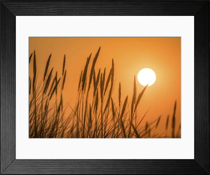 Framed Print : Sunset in the dunes in the Ellenbogen nature reserve, Sylt, Schleswig-Holstein, Germany Framed Print : Sunset in the dunes in the Ellenbogen nature reserve, Sylt, Schleswig-Holstein, Germany