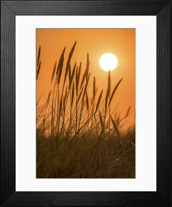 Framed Print : Sunset in the dunes in the Ellenbogen nature reserve, Sylt, Schleswig-Holstein, Germany Framed Print : Sunset in the dunes in the Ellenbogen nature reserve, Sylt, Schleswig-Holstein, Germany
