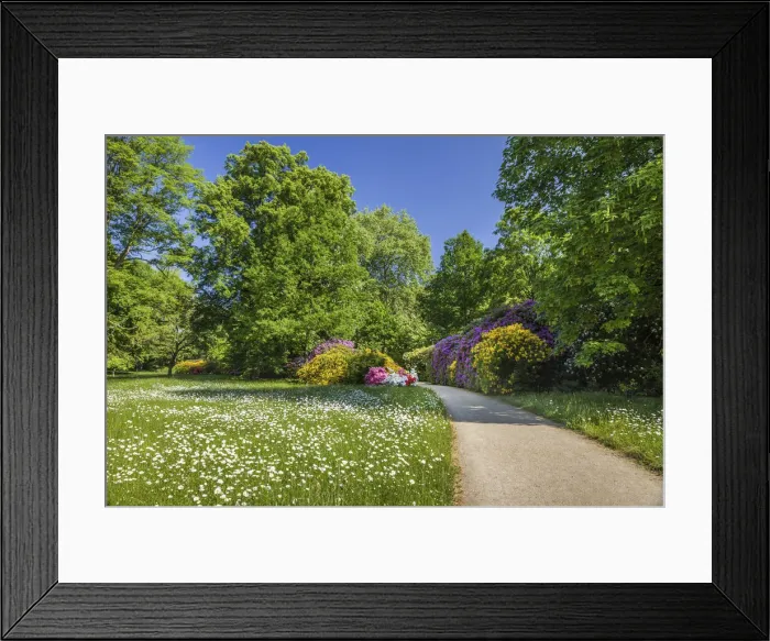 Framed Print : Early summer in the spa gardens of Bad Homburg vor der Hohe, Taunus, Hesse