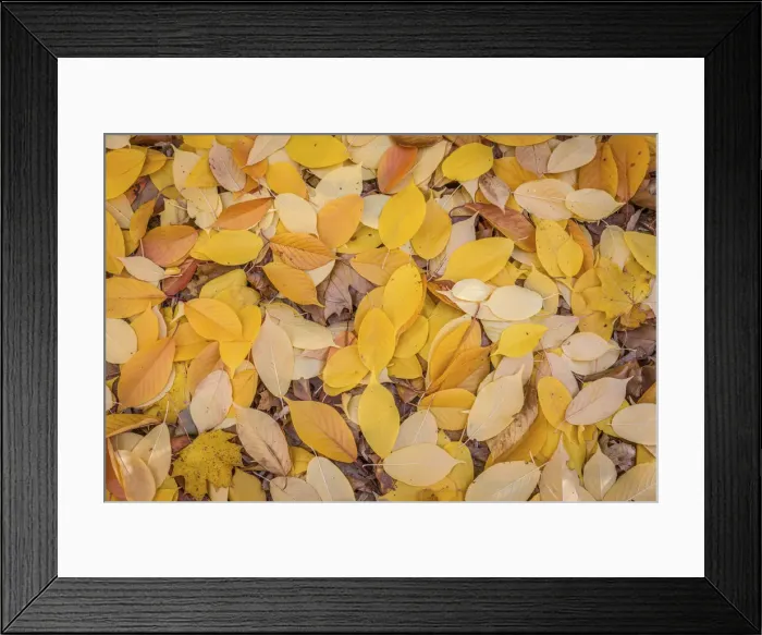 Framed Print : Autumn leaves in the spa gardens of Bad Homburg vor der Hohe, Taunus, Hesse, Germany Framed Print : Autumn leaves in the spa gardens of Bad Homburg vor der Hohe, Taunus, Hesse, Germany