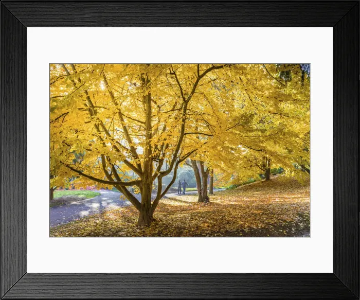 Framed Print : Neropark in autumn, Wiesbaden, Hesse, Germany Framed Print : Neropark in autumn, Wiesbaden, Hesse, Germany