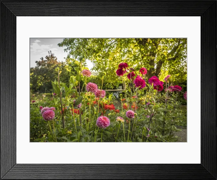 Framed Print : Dahlias in the perennial garden of Hornbach Monastery in Hornbach, Rhineland-Palatinate Framed Print : Dahlias in the perennial garden of Hornbach Monastery in Hornbach, Rhineland-Palatinate