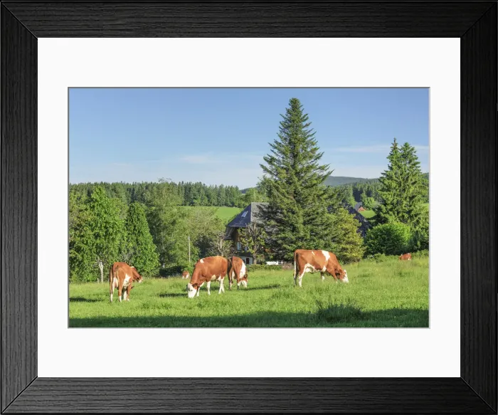 Framed Print : Cows near St. Margen, Black Forest, Baden-Wurttemberg, Germany Framed Print : Cows near St. Margen, Black Forest, Baden-Wurttemberg, Germany