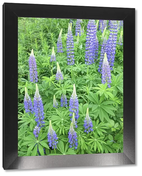 Lupins (Lupinus polyphyllus) near Schluchsee Lake, Black Forest, Baden-Wurttemberg, Germany