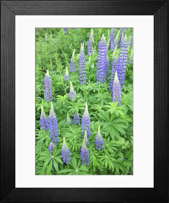 Framed Print : Lupins (Lupinus polyphyllus) near Schluchsee Lake, Black Forest, Baden-Wurttemberg, Germany