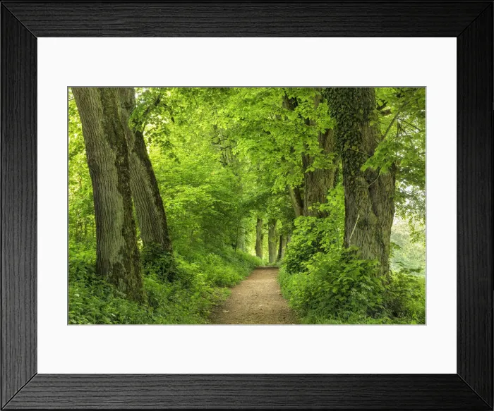 Framed Print : Tree alley, Danube Valley, Swabian Jura, Baden-Wurttemberg, Germany Framed Print : Tree alley, Danube Valley, Swabian Jura, Baden-Wurttemberg, Germany