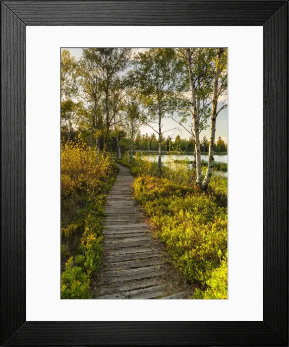 Framed Print : Walking trail through Wurzacher Ried moor, Bad Wurzach, Upper Swabia, Baden-Wurttemberg, Germany Framed Print : Walking trail through Wurzacher Ried moor, Bad Wurzach, Upper Swabia, Baden-Wurttemberg, Germany