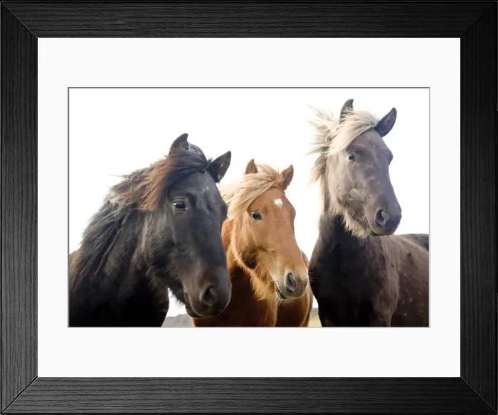 Framed Print : Horses, South Iceland, Northern Europe Framed Print : Horses, South Iceland, Northern Europe